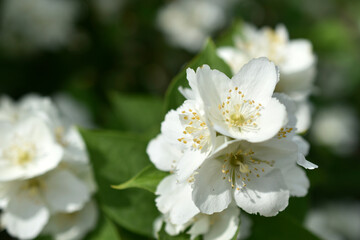 White flowers of the Chubushnik lat. Philadélphus is a genus of shrubs in the Hydrangea family Hydrangeaceae.