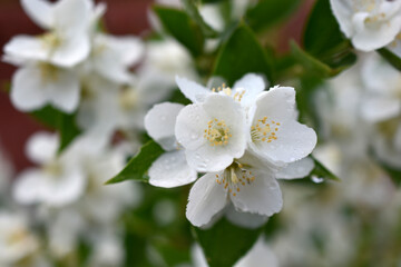 Obraz na płótnie Canvas White flowers of the Chubushnik lat. Philadélphus is a genus of shrubs in the Hydrangea family Hydrangeaceae.