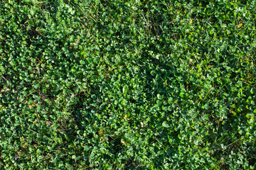Fototapeta na wymiar Background of green flowers of four-leaf clover. Clover that brings good luck