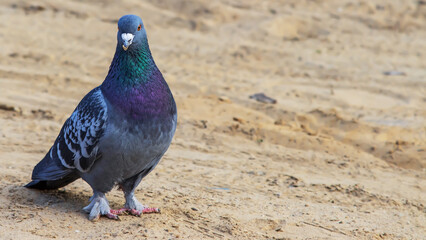 Gray city pigeon on the background of sand