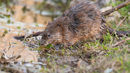 Muskrat Ondatra zibethicus animals in the habitat