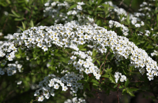 Flowering spirea gray branch (lat. Spiraea cinerea Zabel)