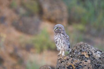 Little Owl, Athene noctua. Portrait owlet bird in the habitat