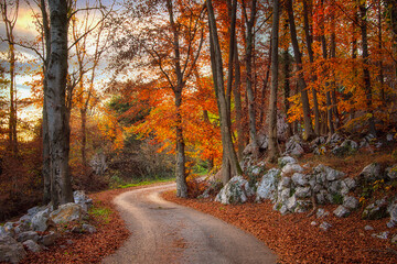 Fototapeta premium Autunno
