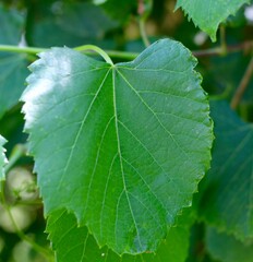A close view of the bright green leaf on the branch.