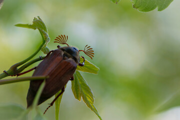 Melolontha. Cockchafer Melolontha Scarabaeidae, crawling on green leaves in natural environment. insect garden pest, antennae focus. May beetle sits on leaves. isolated, natural background, macro