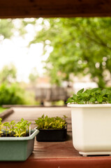abstract, background, beautiful, beauty, bright, seedlings in a pot