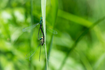 Coenagrion puella. two dragonflies on a green grass. a pair of dragonflies mate in a bright and green natural environment. close-up. light green background. blue and yellow dragonfly. place for text