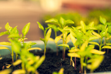 abstract, background, beautiful, beauty, bright, seedlings in a pot