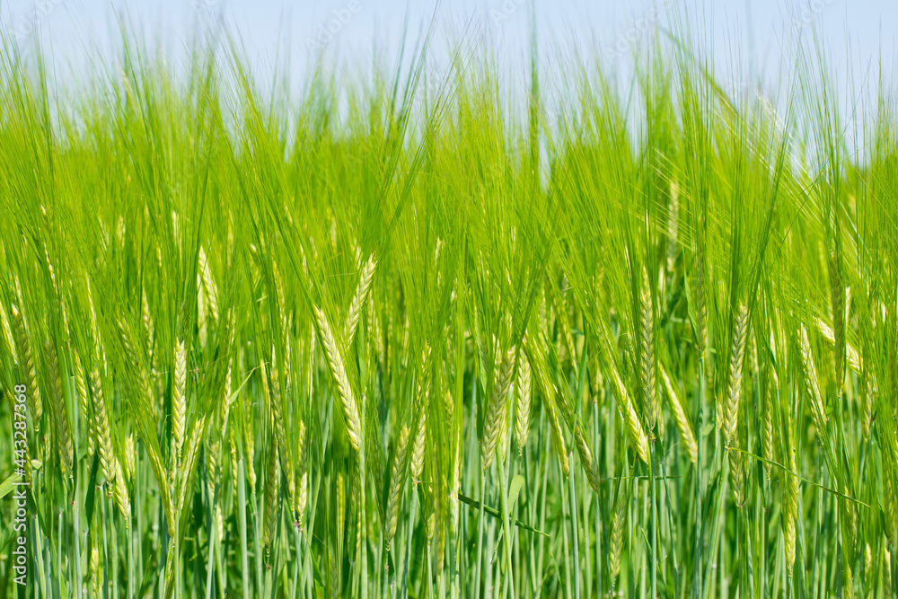 Wall mural young wheat ears illuminated by sunlight. gorgeous shape of the wheat spikes. concept of a good harv