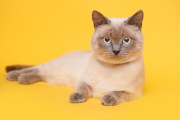 Birman kitten with beautiful eyes. Pets and lifestyle concept. Lovely fluffy regdoll cat on yellow background.