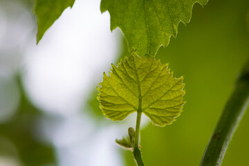 Fresh Green Grape Leaf on isolated natural Background. grapevine, tender young leaf. green vine leaves. growing in the garden, close-up, place for text