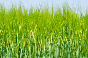 Fototapeta na wymiar Young Wheat ears illuminated by sunlight. Gorgeous shape of the Wheat spikes. concept of a good harvest in an agricultural field. green spikelets. rye, close-up. green natural background
