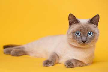 Birman kitten with beautiful blue eyes. Pets and lifestyle concept. Lovely fluffy regdoll cat on yellow background.