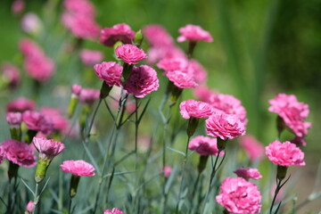 Small pink carnations. Blurred background with flowers