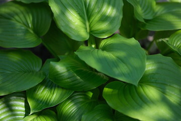 Fototapeta premium Background from large leaves. Ornamental plant in the garden. Green wavy leaves.