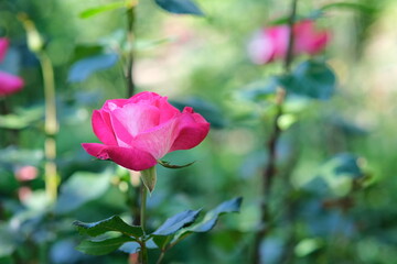 Pink rose with blurred green photon. Flower in the garden