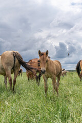 Obraz premium Horse breed 