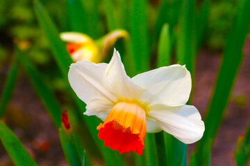 Close-up on a blooming daffodil in the park.
