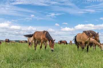 Horse breed 