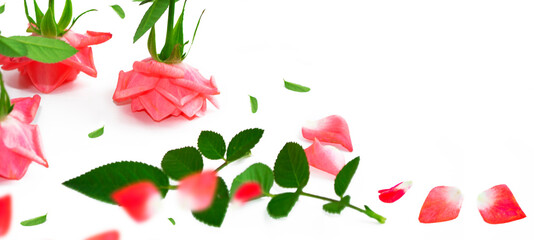 Five red roses on a white background. floral background