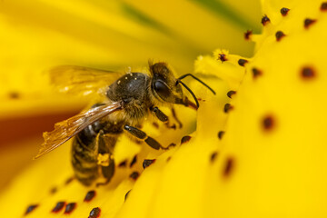 Garten, Pflanzen, Bienen, Blumen, Insekten und mehr