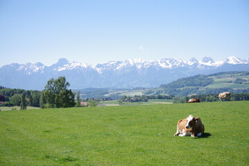 Kuh auf Wiese mit Bergen als Hintergrund