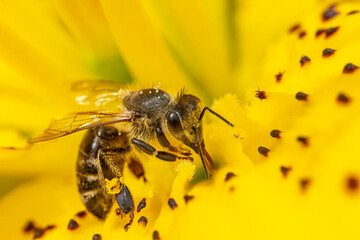Garten, Pflanzen, Bienen, Blumen, Insekten und mehr
