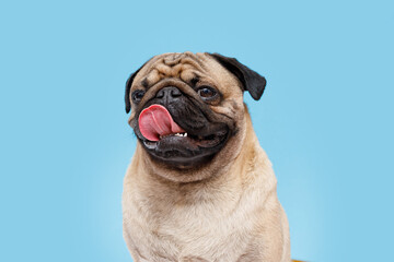 Portrait of adorable, happy dog of the pug breed. Cute smiling dog licking lips on blue background....