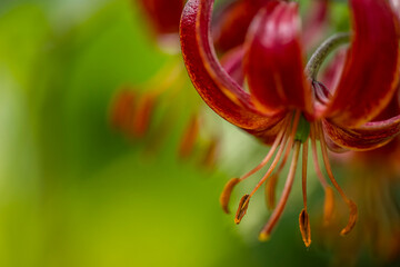 Garten, Pflanzen, Bienen, Blumen, Insekten und mehr © BerndVollmer
