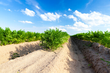 Obraz premium agricultural field with plants