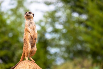 Meerkat surveillance and vigilance. Control of the territory, alert and protection of the group.