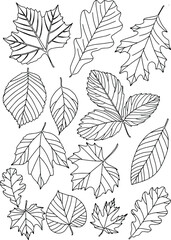 Autumn leaves painted in black on a white background. Vector