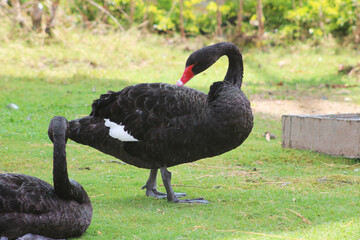 Obraz premium black swan in the park