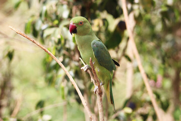 green winged parrot