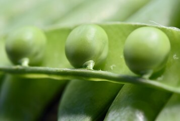 vegetable background of green pea pods with one open pea pod