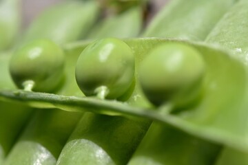 vegetables peas open pod with ripe peas on a blurred background