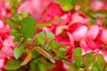 Fototapeta na wymiar Young green leaves of rose in summer garden.
