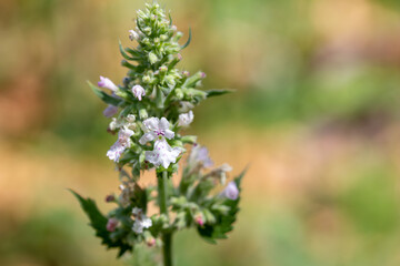 Macro abstract cutout view of a tiny cluster of fresh white and purple blooming catnip herb (nepeta cataria) flower blossoms with defocused foliage background