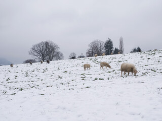 Winterliche Landschaft mit Schafen