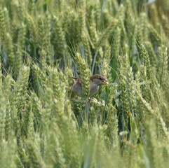 A female house sparrow (Passer domesticus) in a field of unripe wheat, clinging to a stem and holding a grain of wheat in its beak. Square format photograph.