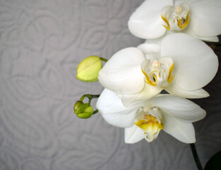 White beautiful blooming orchid on a gray background.