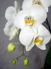 Fototapeta na wymiar White beautiful blooming orchid on a gray background.