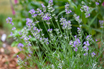 Close-up landscaped view of fresh purple blooming English lavender flower blossoms in a sunny summer herb garden