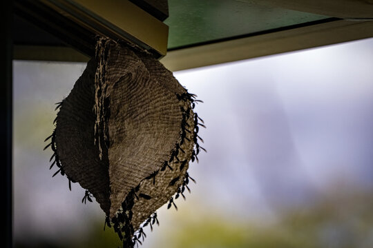 Wasps building a honeycomb in a house window