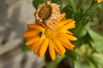 One old one new and a fly