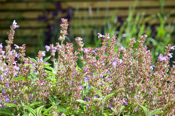 Sage full of flowers