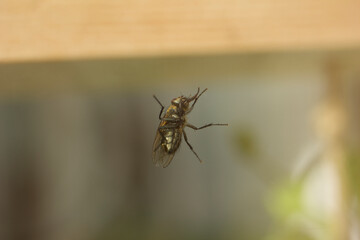Bee Behind the Glass
