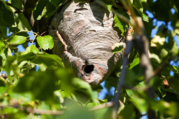 wasp nest made in the summer season