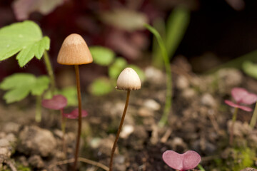 Wild Fungi 